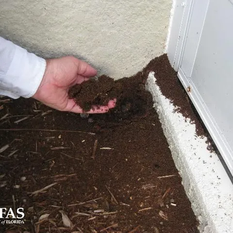 thumbnail for publication: Integrated Pest Management (IPM) of the Tawny Crazy Ant, Nylanderia fulva (Mayr)
